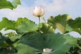 一湖荷花.jpg