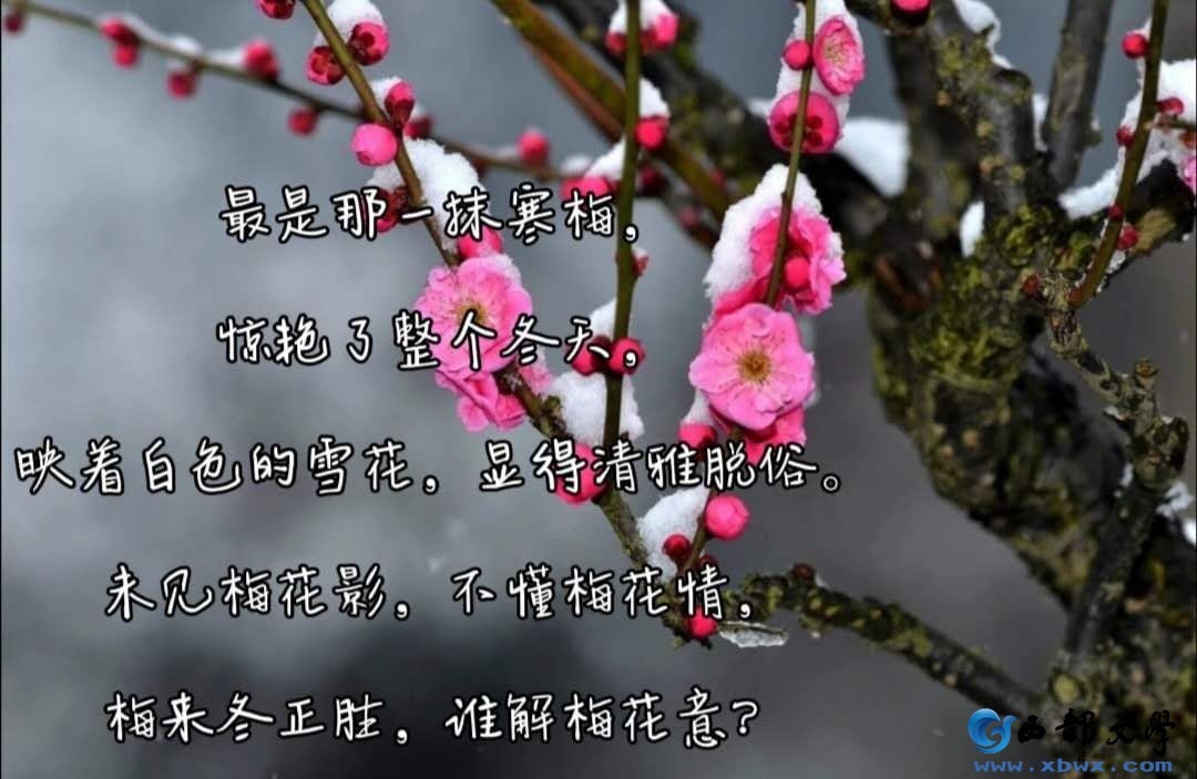 梅恋雪