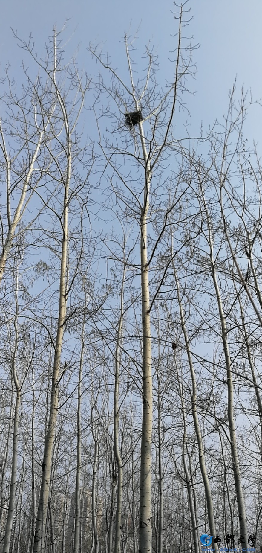 鸟巢.jpg