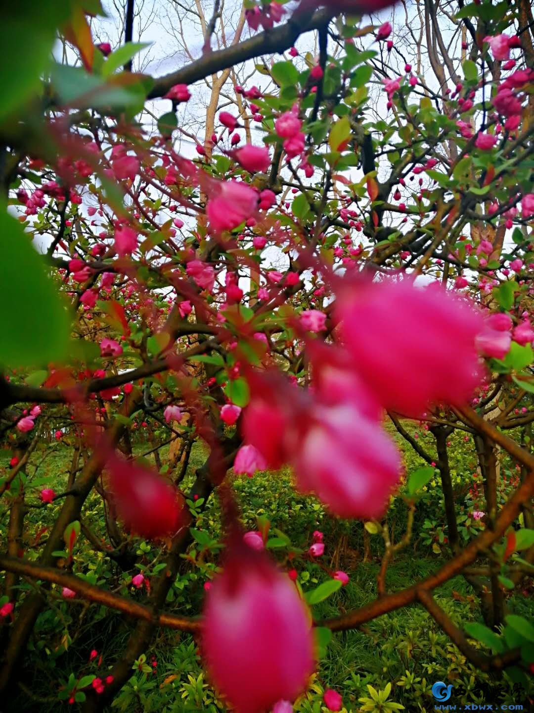 垂丝海棠