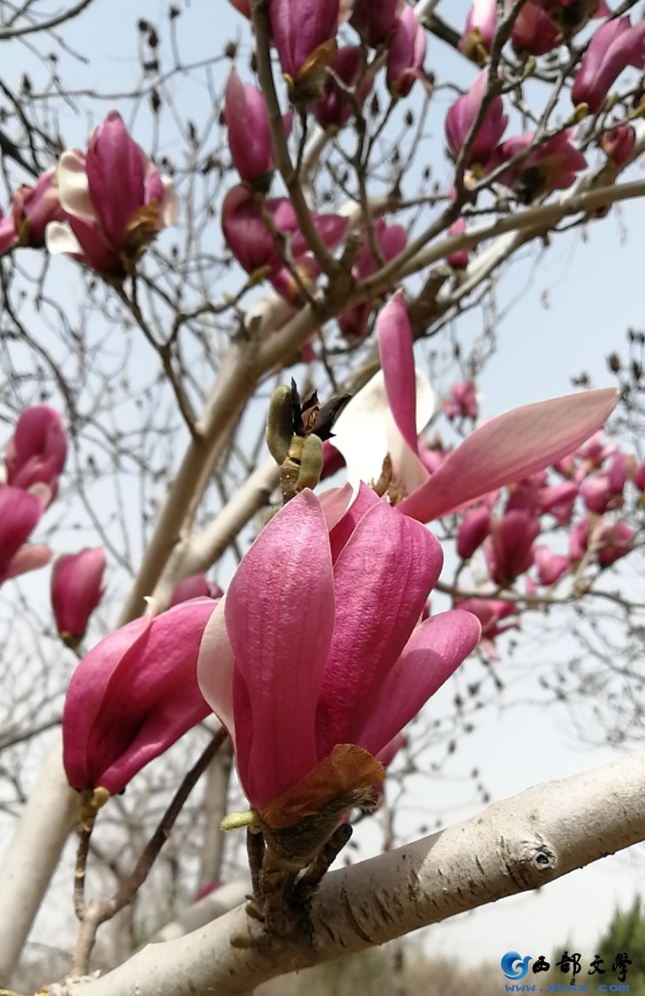 玉兰花2.jpg