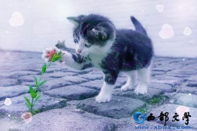 猫1.jpg