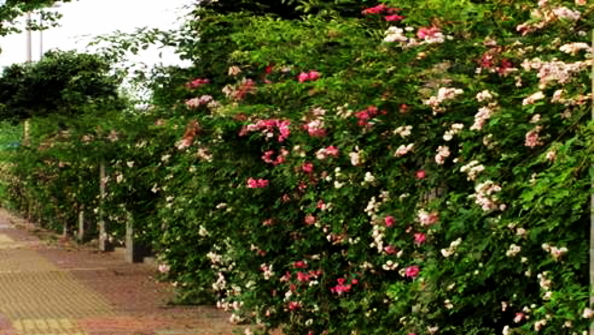 100015ginj8o0887o300cn.jpg