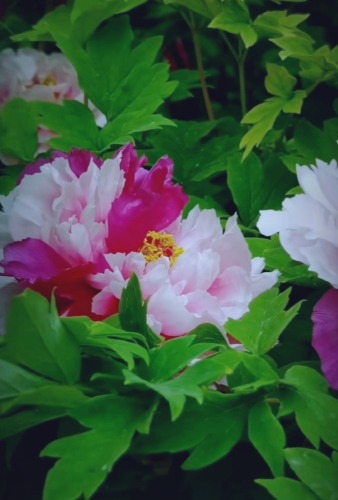 Screenshot_20220424_111515.jpg