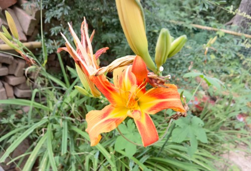 IMG_20220710_185035.jpg