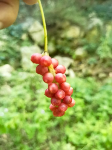 IMG_20220813_094834.jpg