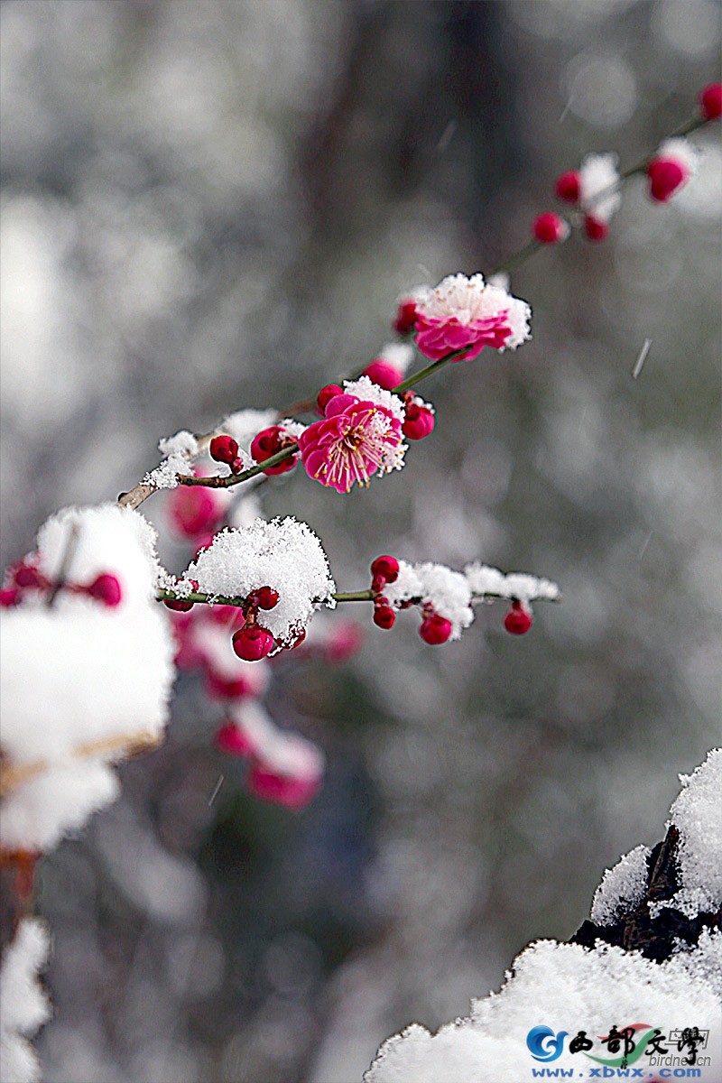 雪7.jpg