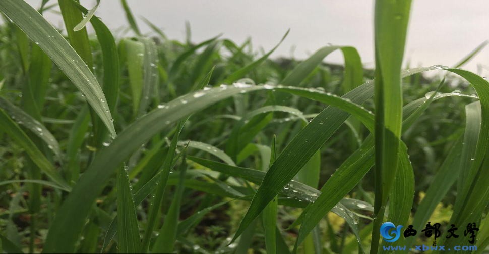 儿时的雨02.jpg