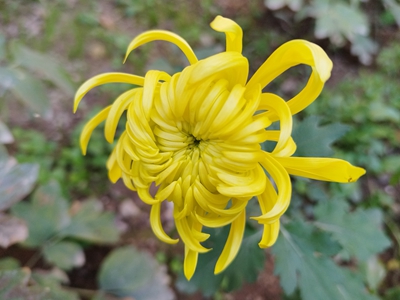 菊花_副本.jpg