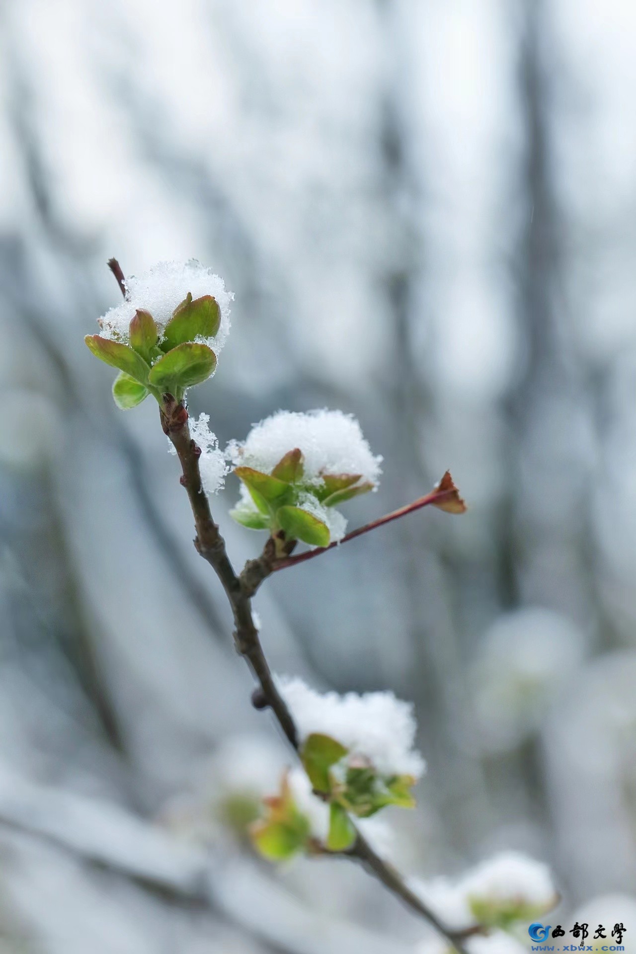 春雪3.jpg