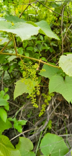 IMG_20240420_103738.jpg