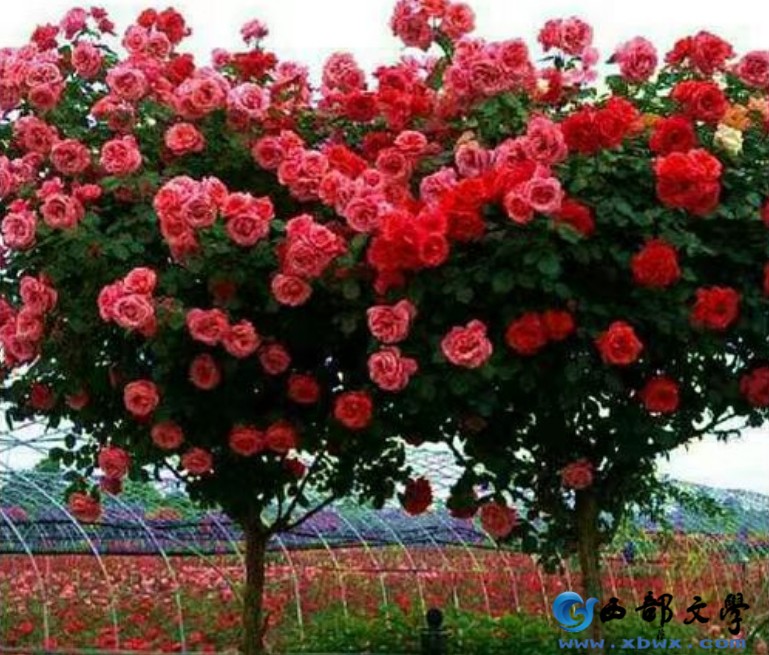 微信截图_20240509104351.png