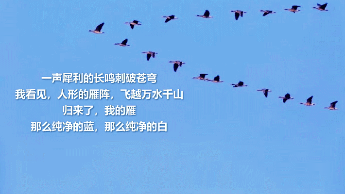 gy.gif