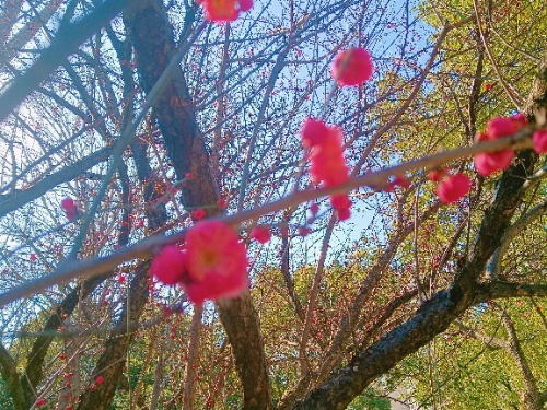 MEITU_20250208_143952172.jpg