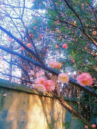 MEITU_20250219_084732687.jpg