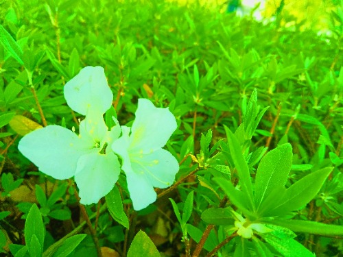 MEITU_20250414_093619924.jpg