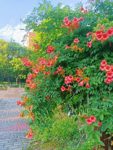 MEITU_20250605_073356360.jpg