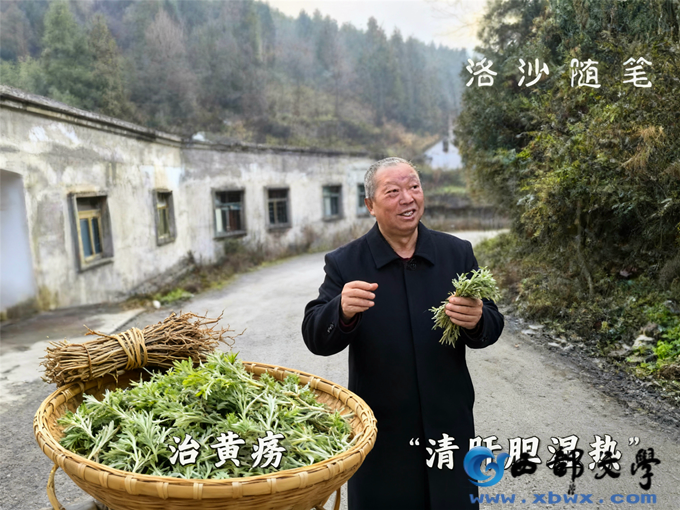 3茵陈照片制作 (1).png