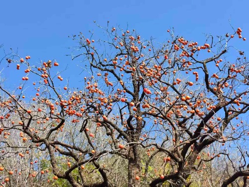 天子峪闻木瓜香