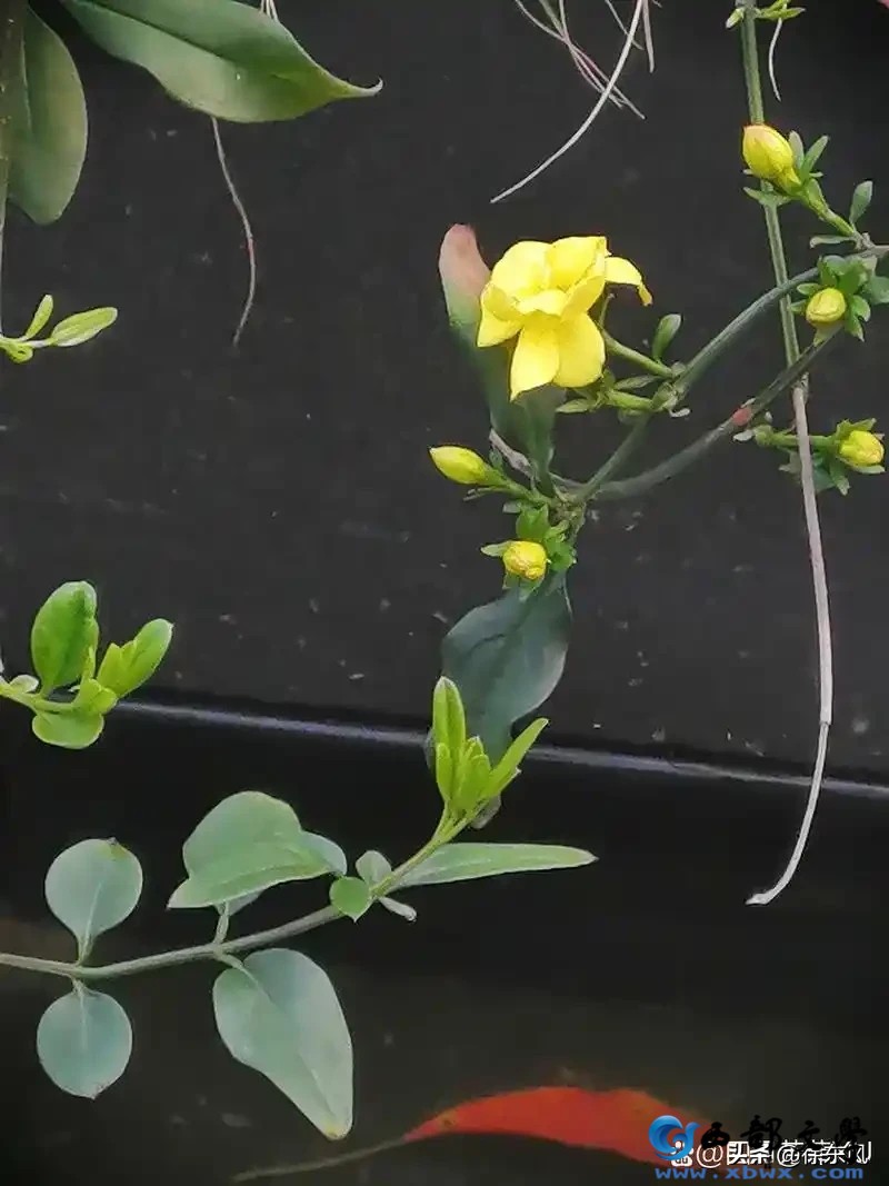 479634ab7763484ea48fdc0e85f214b0~tplv-obj_800_1067.webp (1).jpg