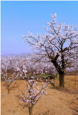 【孟宪福诗词】咏  杏  花