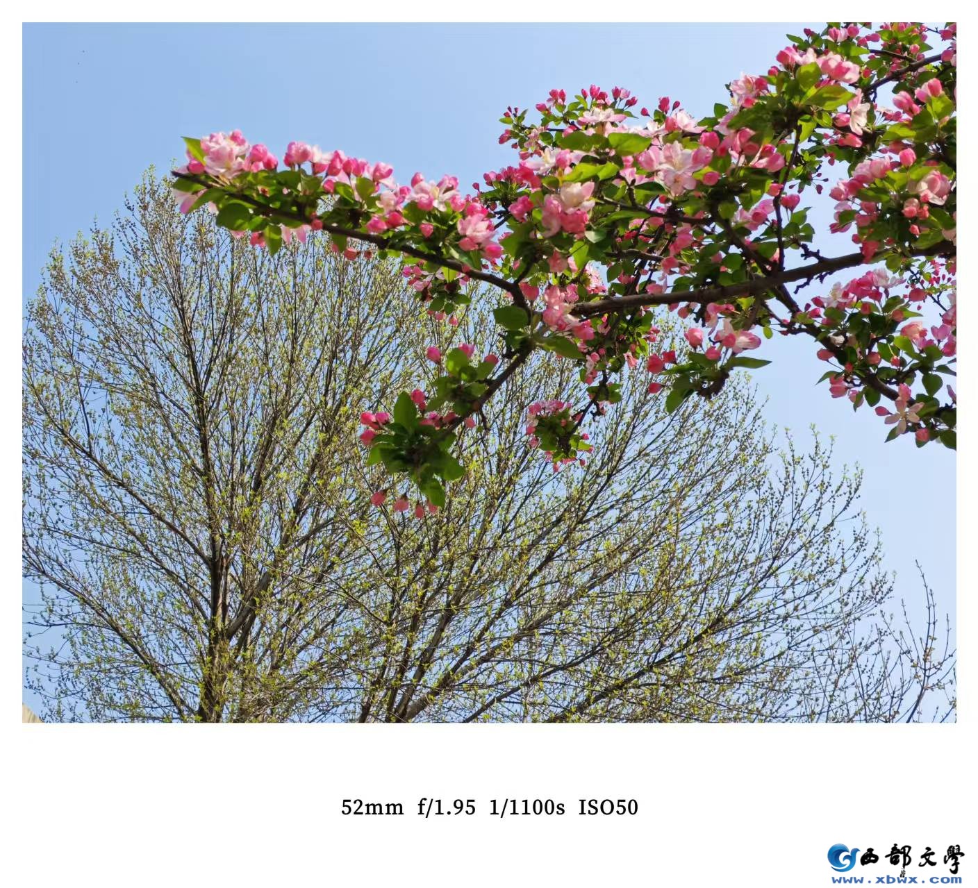 【秋枫三行日记】三月 （下）读 《心牧银河》