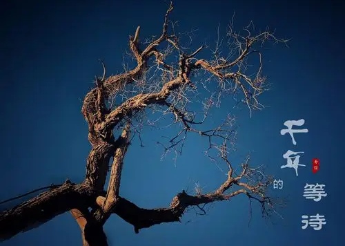 1779096042702_edit_65707931852608.jpg