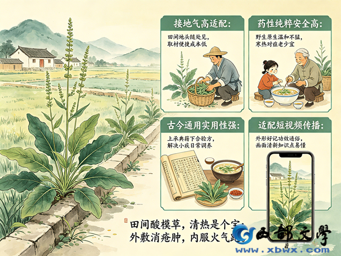 3酸模走红的底层逻辑.png