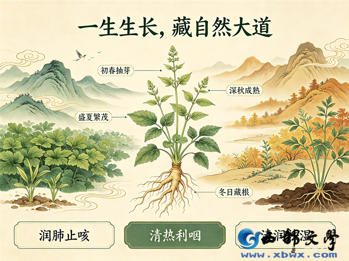 2清肺草养生图.png