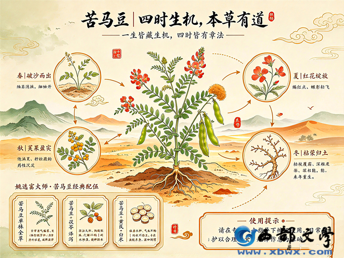 2中国风苦马豆四季养生图.png