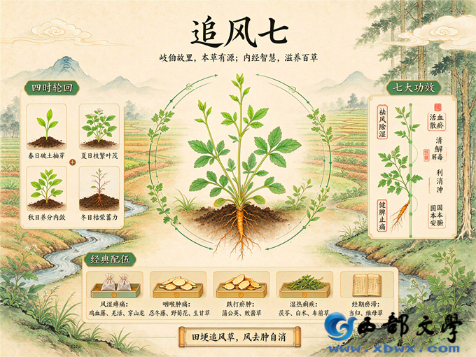 2追风七本草图.png